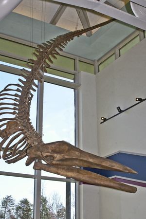 prehistoric whale skelton
