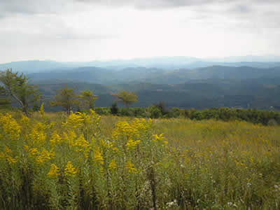 mountain meadow